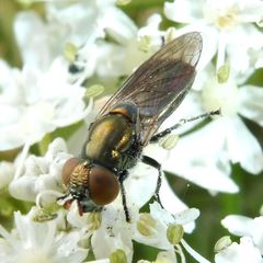 Riponnensia splendens