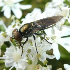 Riponnensia splendens
