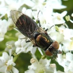 Riponnensia splendens