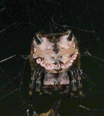 Aspidolasius branicki