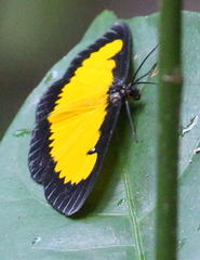 Xanthyris flaveolata