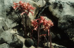 Cyrtanthus ventricosus