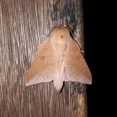 Adeloneivaia subangulata