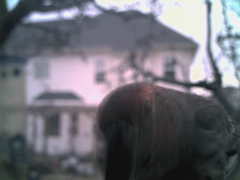 Melanerpes carolinus