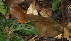 Pterochroza ocellata