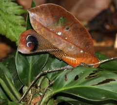 Pterochroza ocellata