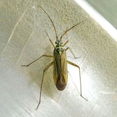 Oncotylus viridiflavus