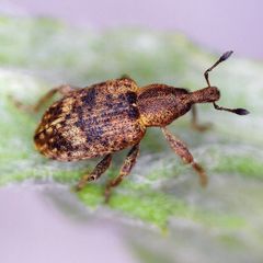 Hypera rumicis