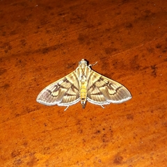 Arthromastix lauralis
