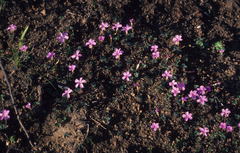 Oxalis eckloniana-nidulans
