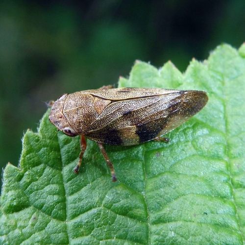 Alksninė Cikada nuotrauka