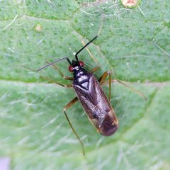 Orthonotus rufifrons