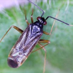 Orthonotus rufifrons