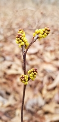 Rhus aromatica aromatica