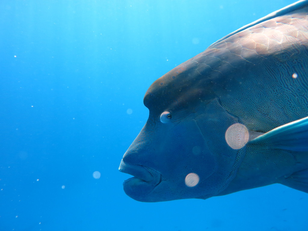 Humphead wrasse