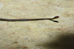 Dendrelaphis cyanochloris