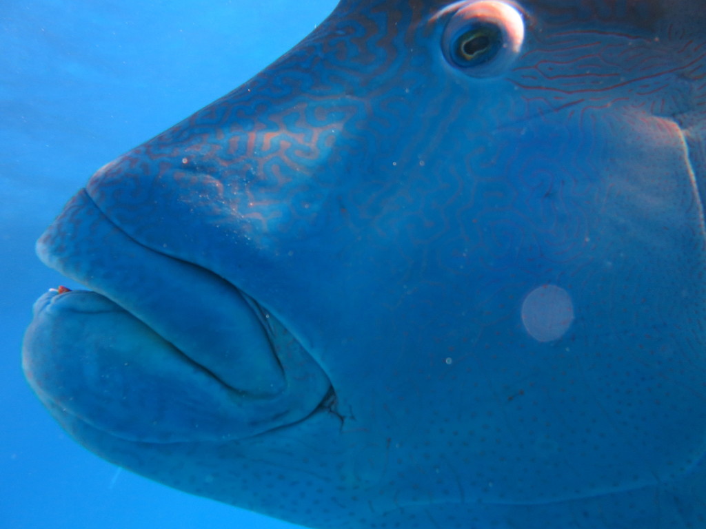 Close-up of a humphead wrasse's face and thick lips