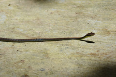Dendrelaphis cyanochloris