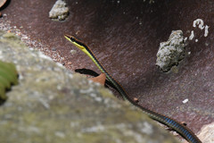 Dendrelaphis cyanochloris