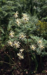 Knowltonia anemonoides