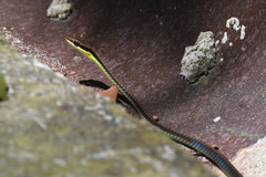 Dendrelaphis cyanochloris