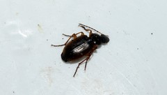 Agonum sordidum