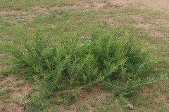 Caragana microphylla