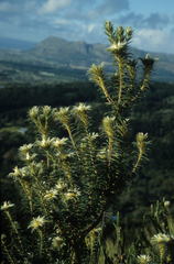 Phylica plumosa