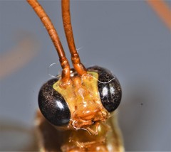 Enicospilus glabratus