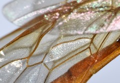 Enicospilus glabratus