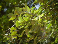 Elaeagnus latifolia