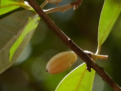 Elaeagnus latifolia