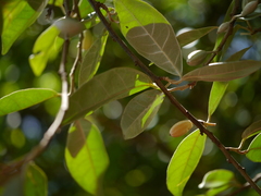 Elaeagnus latifolia