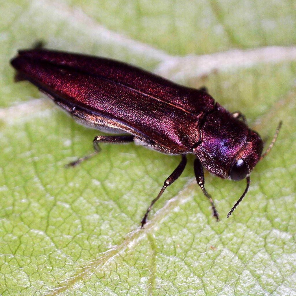 Hawthorn Jewel Beetle