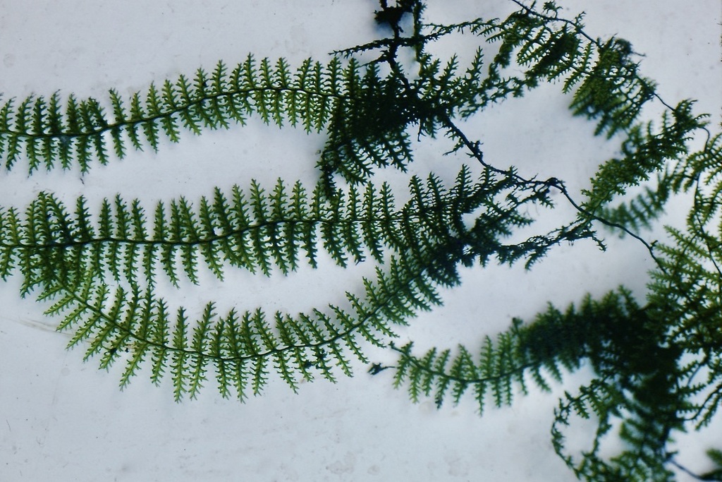Trichomanes pedicellatum (Trichomanes pedicellatum)