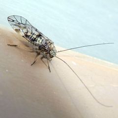 Psococerastis gibbosa