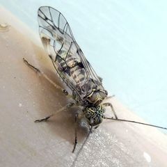 Psococerastis gibbosa