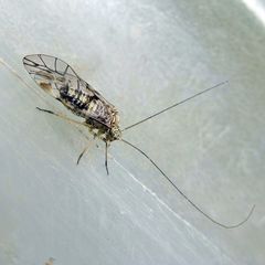 Psococerastis gibbosa