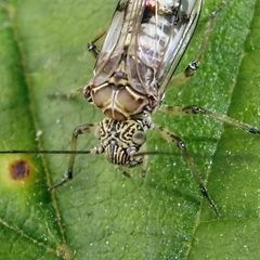 Psococerastis gibbosa