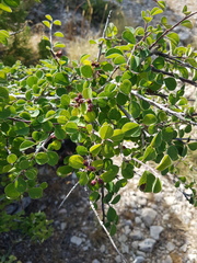 Cotoneaster nummularius