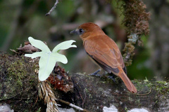 Pachyramphus homochrous
