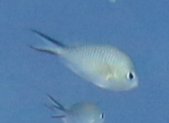 Chromis ternatensis