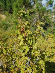 Ribes orientale