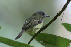 Leptopogon superciliaris