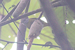 Chlorospingus canigularis
