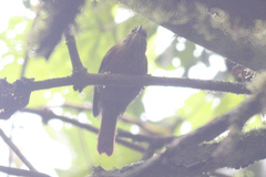 Anabacerthia variegaticeps