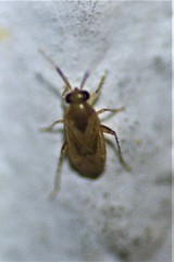 Gonoporomiris mirificus