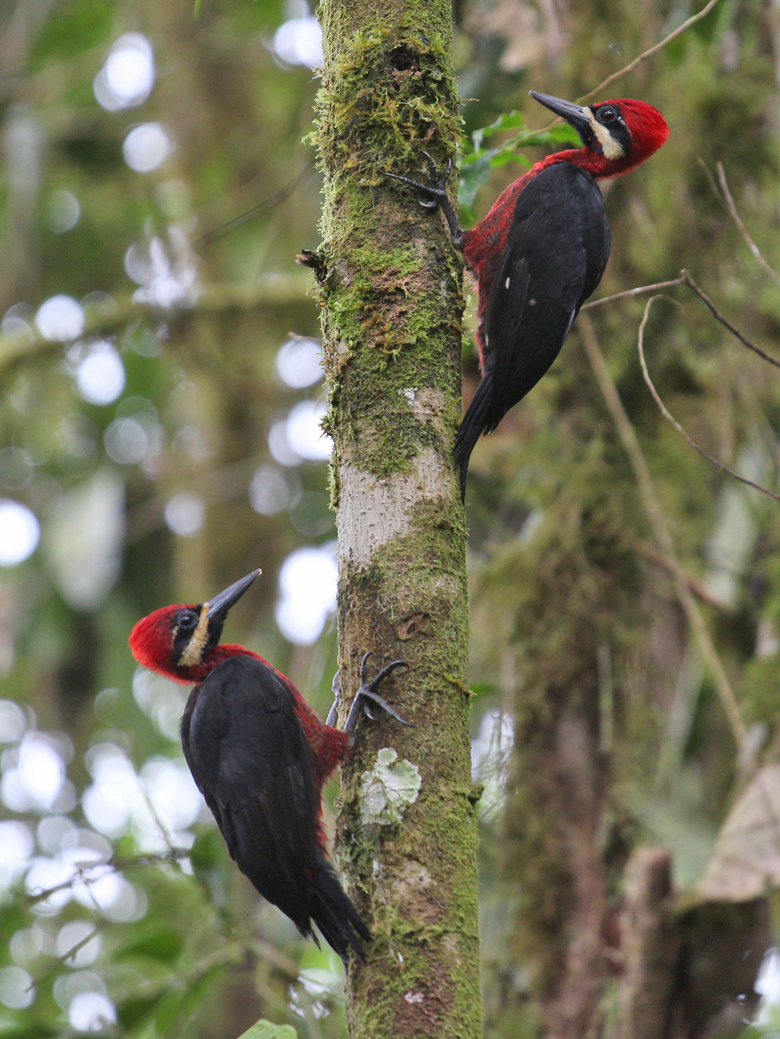 Crimson-bellied Woodpecker (Campephilus haematogaster), photo 7