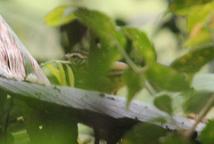 Basileuterus tristriatus