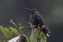 Urochroa bougueri
